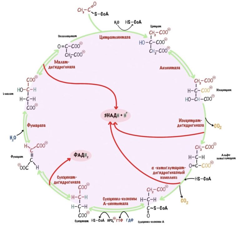 Общий путь катаболизма: окислительное декарбоксилирование пирувата и цикл Кребса