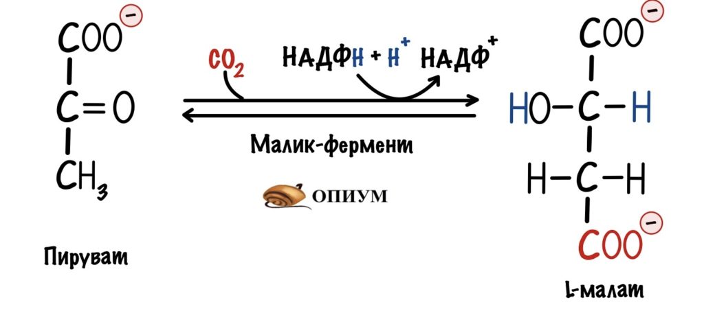 Анаплеротические реакции цикла Кребса - малик-фермент