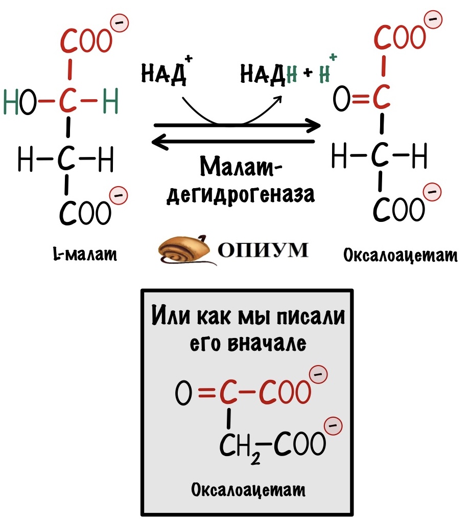 Восьмая реакция цикла Кребса - образование оксалоацетата