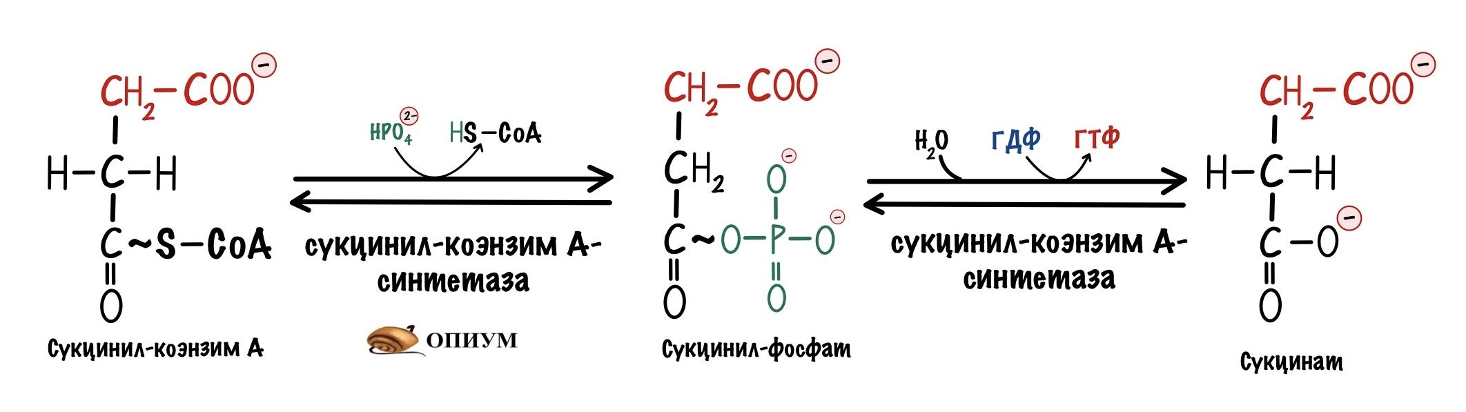 Реакции образования циклов. Реакция образования сукцината. 5 Реакция цикла Кребса. Окислительное декарбоксилирование пирувата и цикл Кребса. Пятая реакция ЦТК.