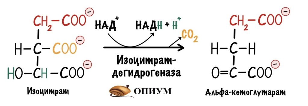 Третья реакция цикла трикарбоновых кислот - образование альфа-кетоглутарата