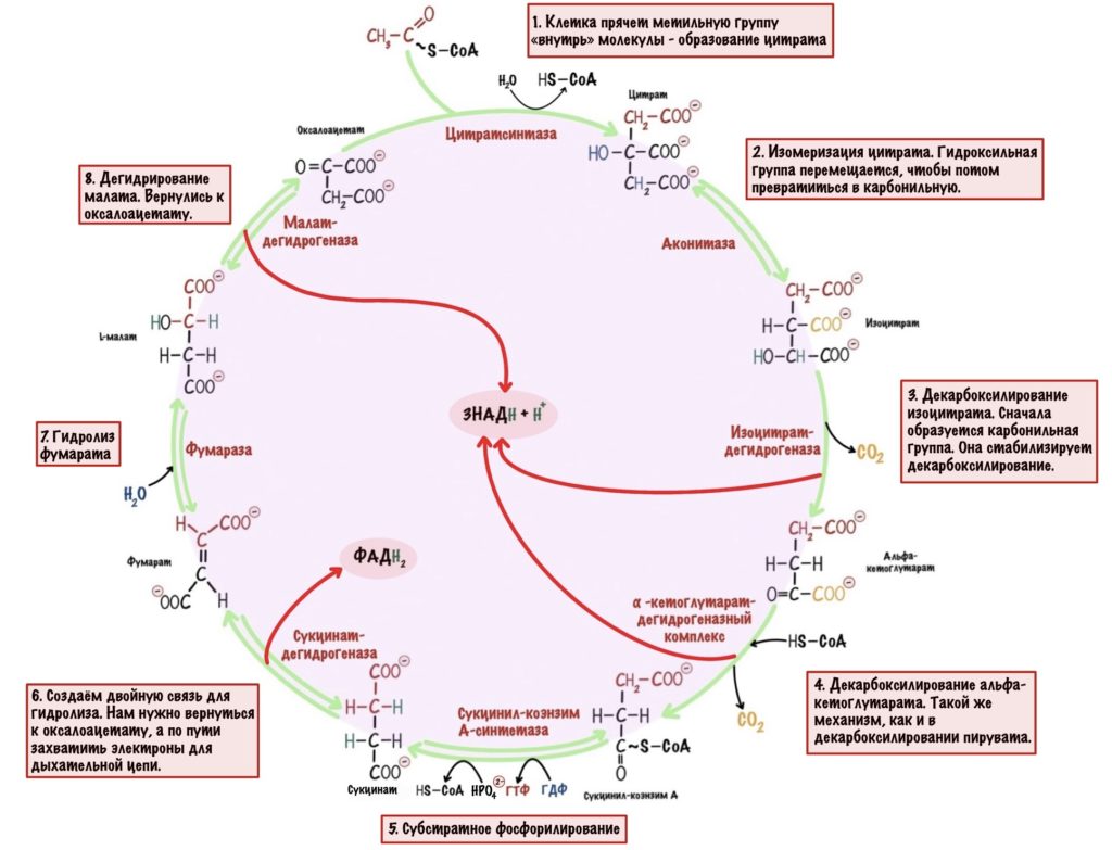 Цикл трикарбоновых кислот - общая схема