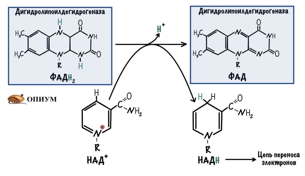 Четвёртая реакция пируватдегидрогеназного комплекса - восстановление ФАДH2