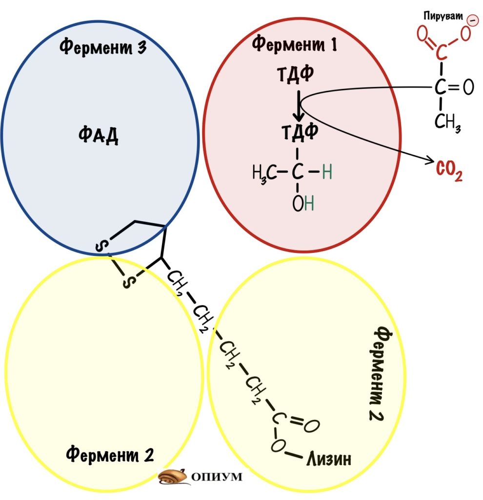 Пируватдегидрогеназный комплекс - присоединение пирувата