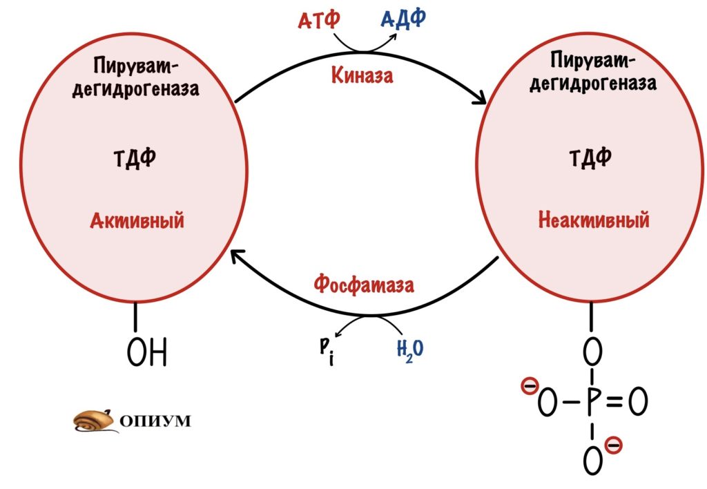 Киназа и фосфатаза пируватдегидрогеназного комплекса