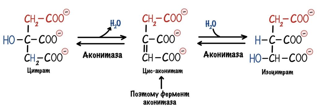 Вторая реакция цитратного цикла - образование изоцитрата