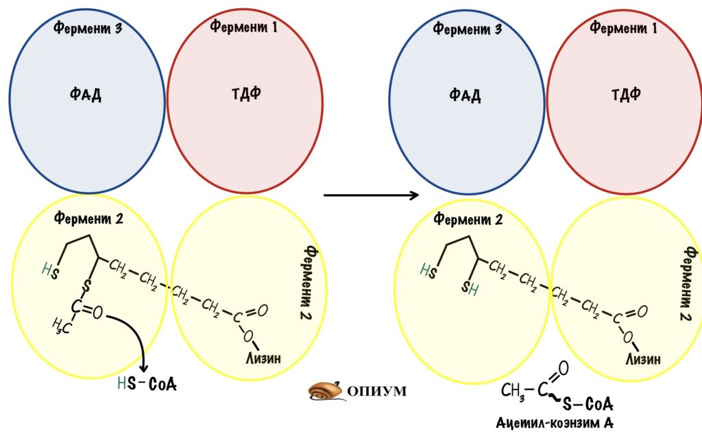 Пируватдегидрогеназный комплекс - образование ацетил-коэнзима А