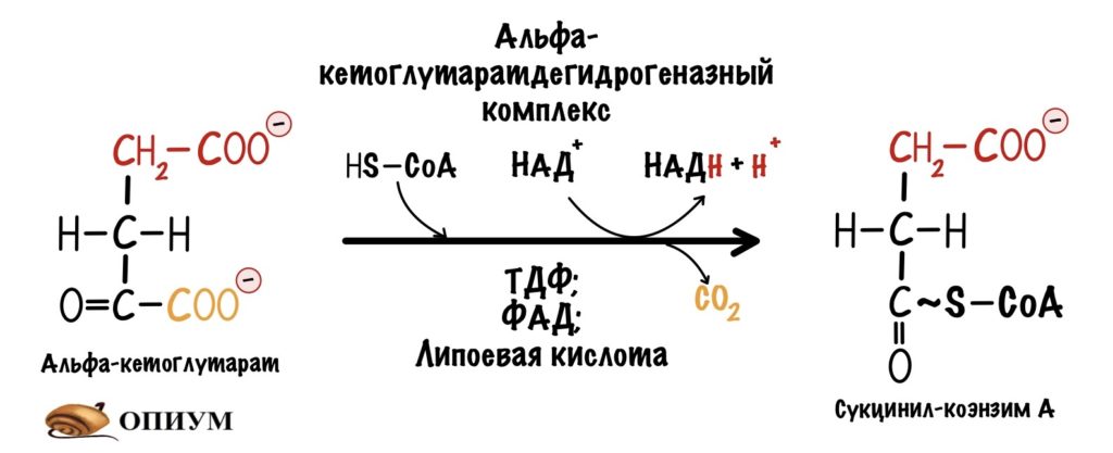 Четвёртая реакция цикла Кребса - образование сукцинил-коэнзима А