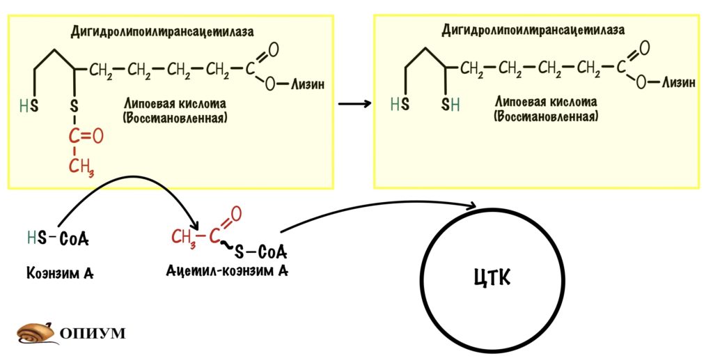 Третья реакция пируватдегидрогеназного комплекса - образование ацетил-коэнзим А и восстановленной липоевой кислоты