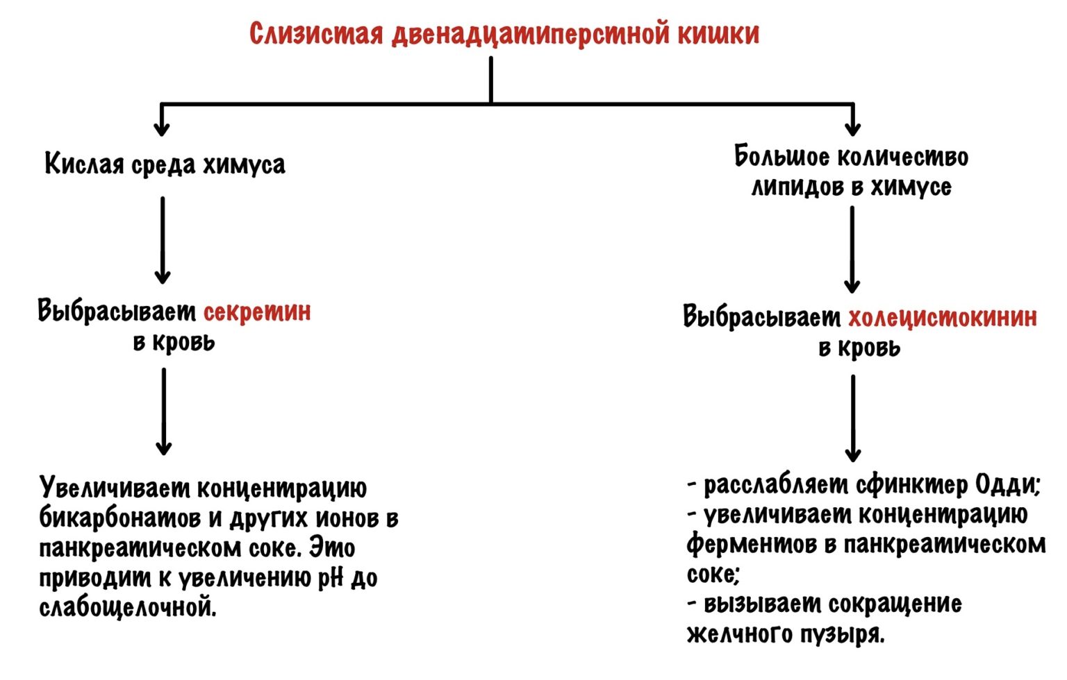 Расщепление липидов где. Переваривание липидов биохимия схема. Переваривание и всасывание липидов. Ресинтез липидов в энтероцитах. Нарушение переваривания и всасывания липидов.